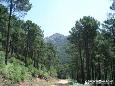 Pinares de Piedralaves; club de montaña madrid club montaña madrid federacion montaña madrid